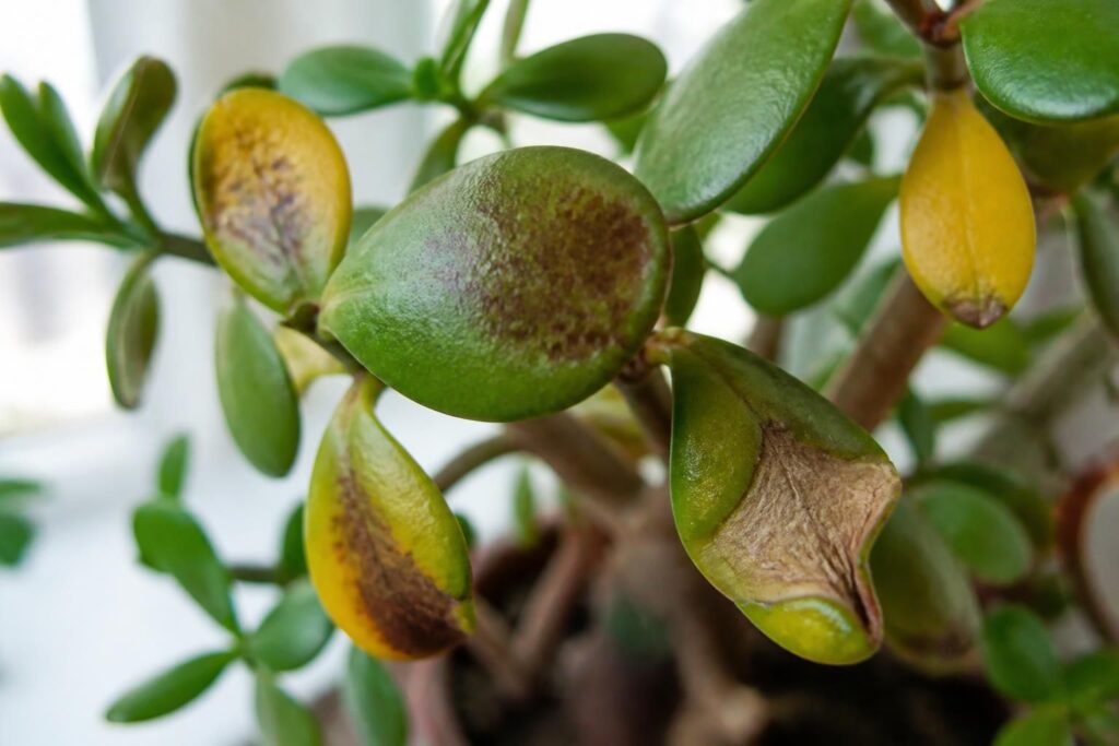 Maladie arbre de jade : reconnaître les symptômes pour sauver votre plante
