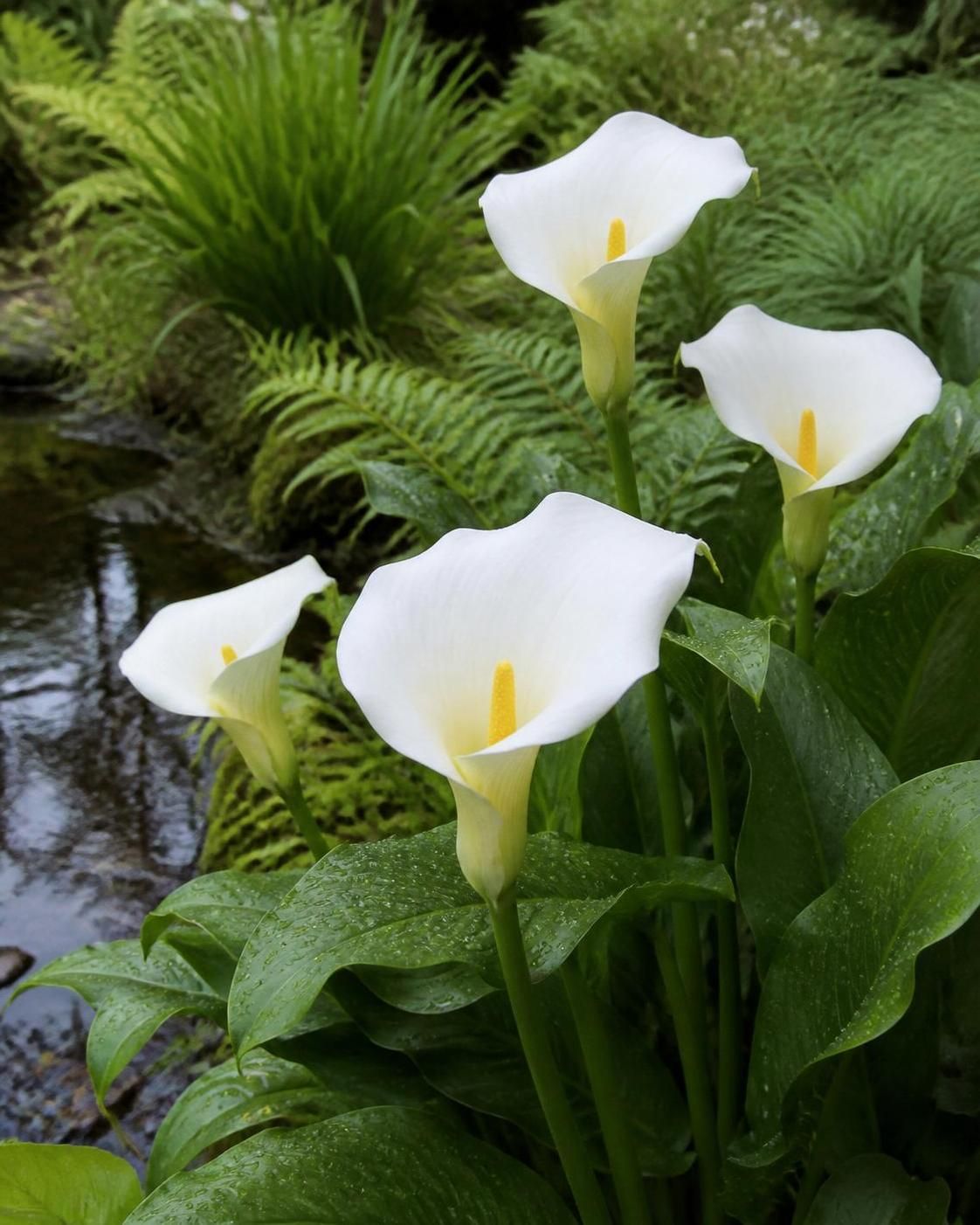 découvrez nos conseils pour entretenir la calla fleur et sublimer votre jardin toute l’année avec élégance et facilité.