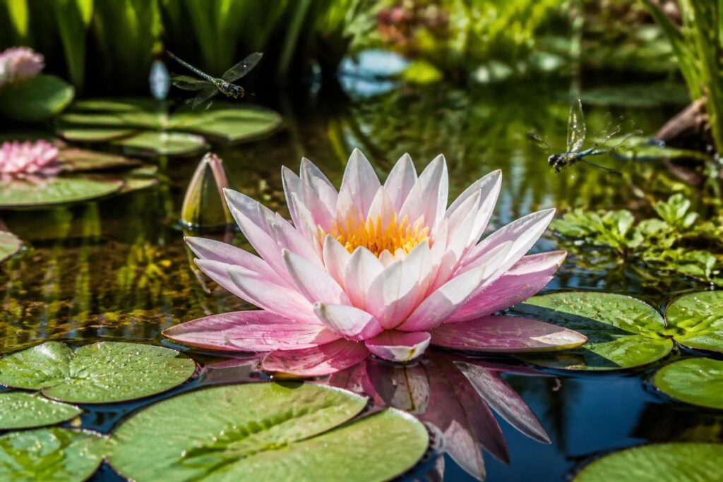 découvrez les secrets et astuces pour cultiver des fleurs de nénuphar splendides et réussir un jardin aquatique éblouissant, facile à entretenir et plein de vie.