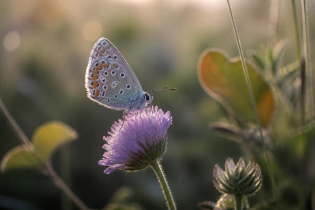Papillon dessin : astuces pour créer des illustrations naturelles et poétiques