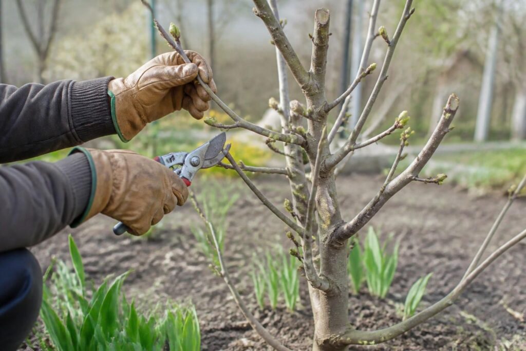 découvrez le meilleur moment pour tailler votre figuier afin d'assurer une récolte abondante et de qualité. conseils pratiques pour réussir la taille de votre arbre fruitier.